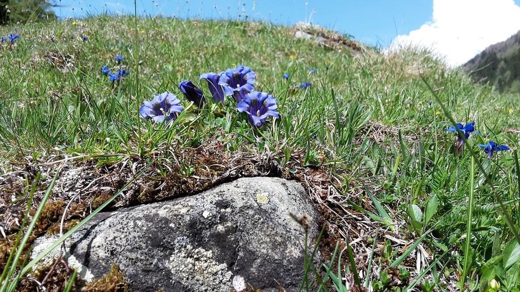Gaestehaus Zedlacherhof Matrei in Osttirol Bagian luar foto